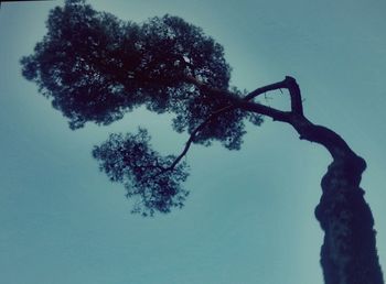 Low angle view of bare trees against sky