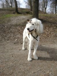 Dog running on road