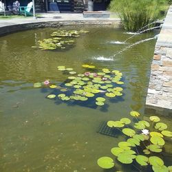 Close-up of water lily in pond