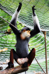 Monkey sitting on tree in zoo