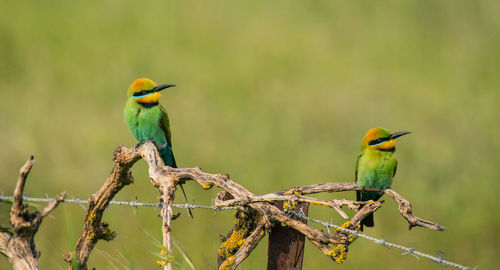 Rainbow bee-eater on fence