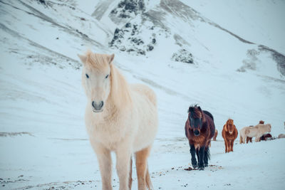 View of horse on snow covered field