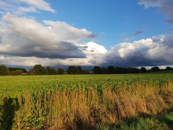 Scenic view of agricultural field against sky