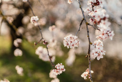 Close-up of cherry blossoms in spring