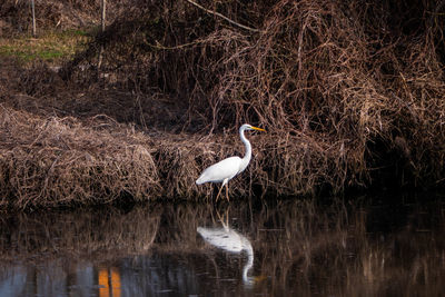 Bird perching on a lake