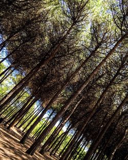 Low angle view of trees