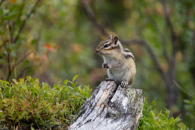 Close-up of squirrel on tree