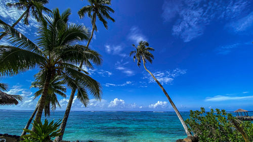 tropical climate