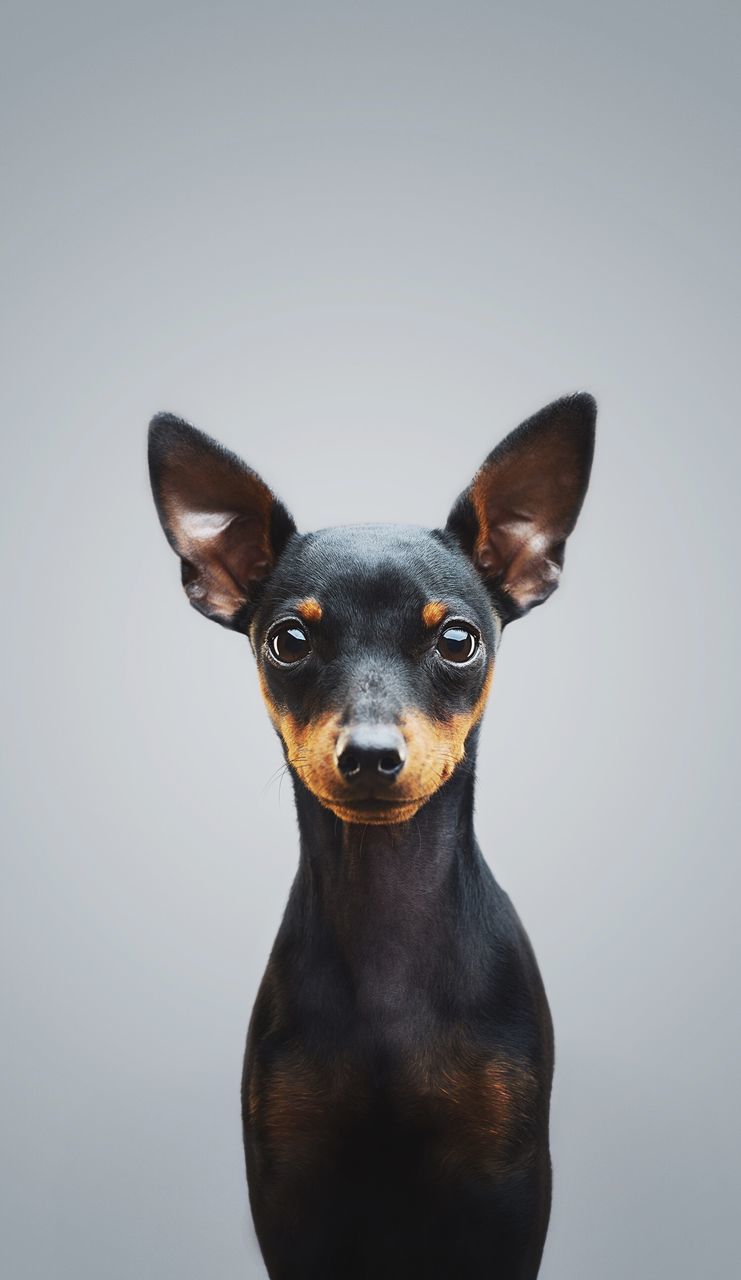 studio shot, dog, looking at camera, portrait, one animal, pets, white background, domestic animals, animal themes, mammal, no people, close-up, day