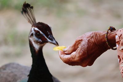 Cropped hand feeding bird