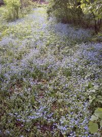 Close-up of flowers growing in field