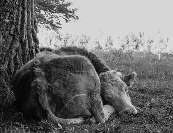 Sheep resting in a field