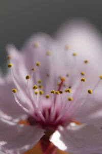 Close-up of pink crocus flowers