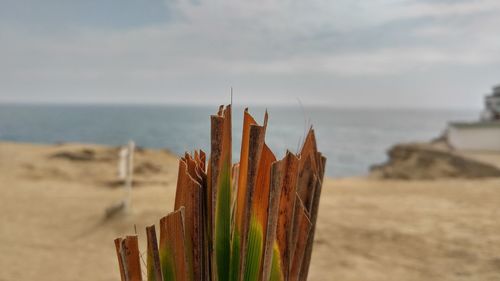 Close-up of dried plant by sea against sky