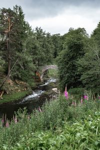 Scenic view of river amidst trees against sky