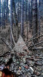 View of tree trunks in forest