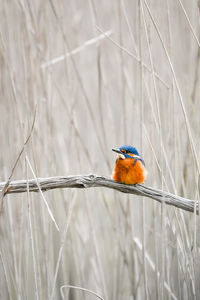 A kingfisher small in frame in a mystical scenery 