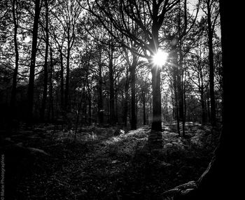 Sun shining through trees in forest