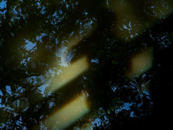 High angle view of fish swimming in lake