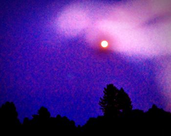 Low angle view of trees against sky at night