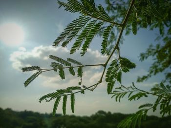 Low angle view of fern against sky