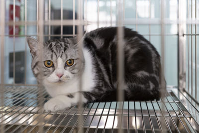 Close-up portrait of a cat in cage