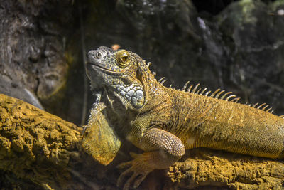 Close-up of lizard on rock