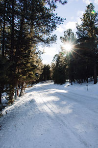 Trees on snow covered landscape