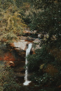 Scenic view of waterfall in forest