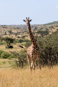 View of giraffe on landscape against sky