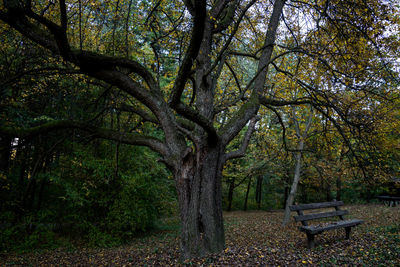 Empty bench by trees in forest