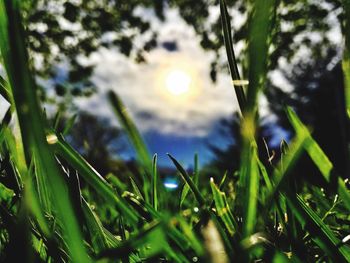 Close-up of wet plants against sky