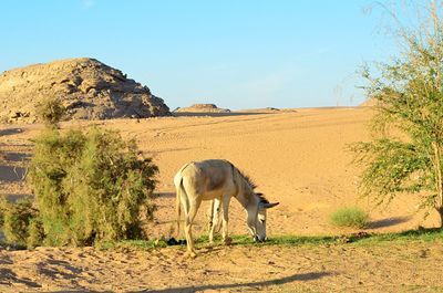 View of a horse on land