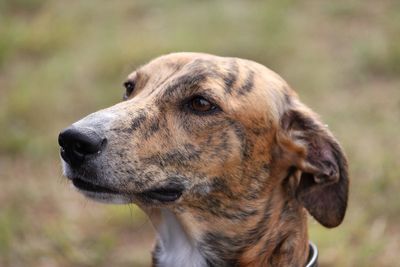 Close-up of dog looking away