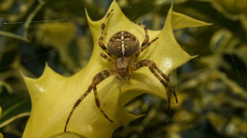 Close-up of insect on leaf