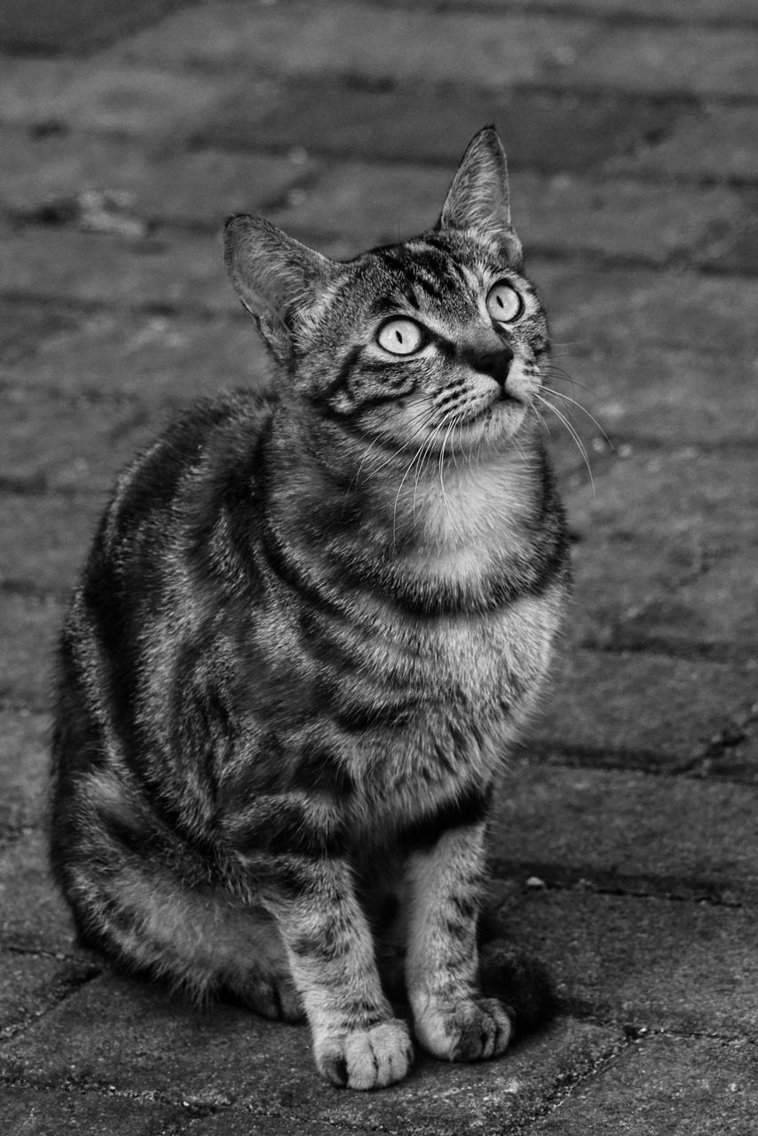 domestic cat, one animal, pets, domestic animals, animal themes, mammal, feline, cat, full length, no people, portrait, close-up, outdoors, day