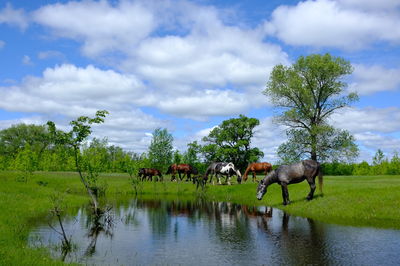 Horses in a lake