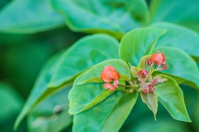 Close-up of flowering plant