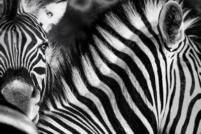 Close-up of zebra