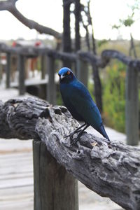 Close-up of bird perching on wooden post