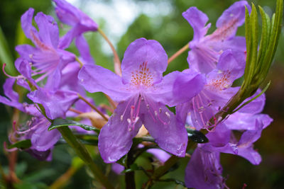 Close-up of purple flowering plants