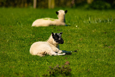 Lamb lying on grass