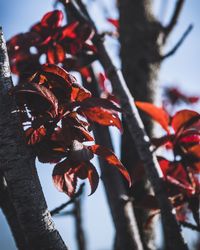 Close-up of red flowers