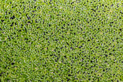 Full frame shot of duckweed in pond