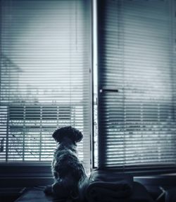 Close-up of dog sitting on window