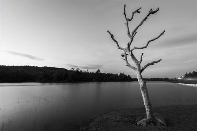 Tree by lake against sky