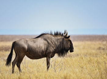 Stripe gnu in the etosha-national park in namibia south africa