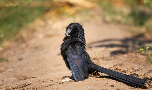 Close-up of bird perching on field