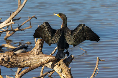 Bird perching on wooden post