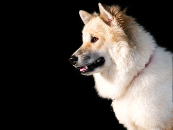 Close-up of dog looking away